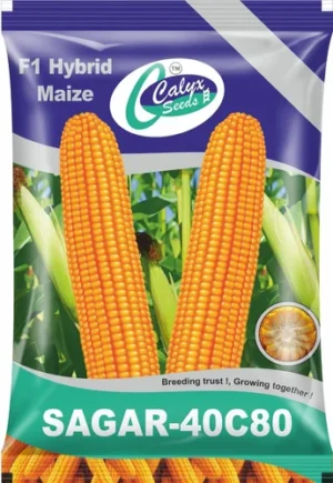 product-jpeg-500x500 (29)